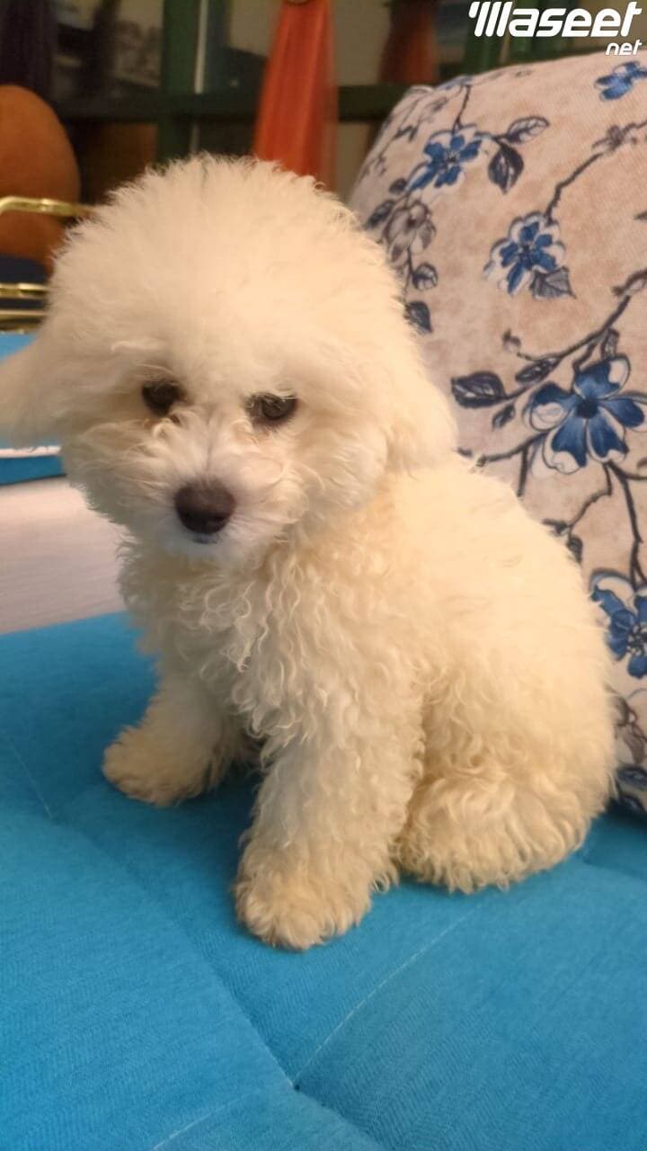 Toy Poodle, 3 months old 0
