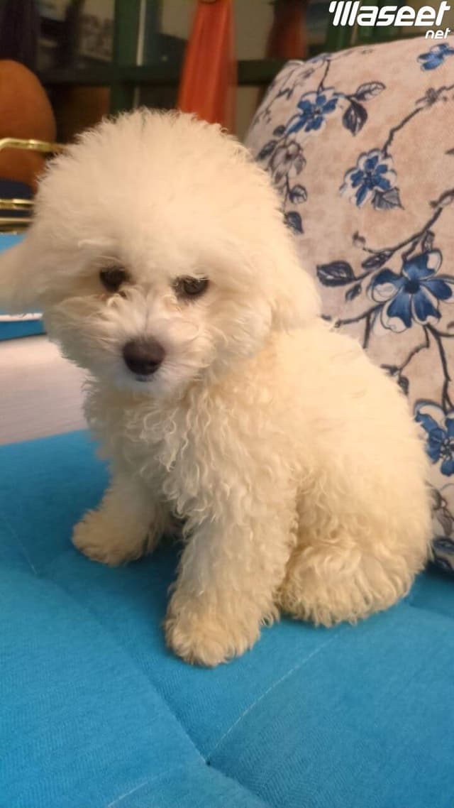 Toy Poodle, 3 months old