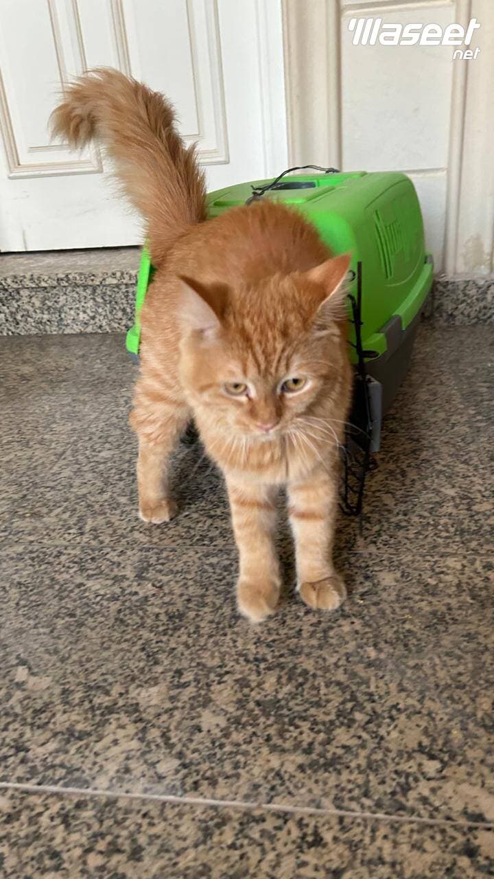 7 month old male Persian cat for adoption 2