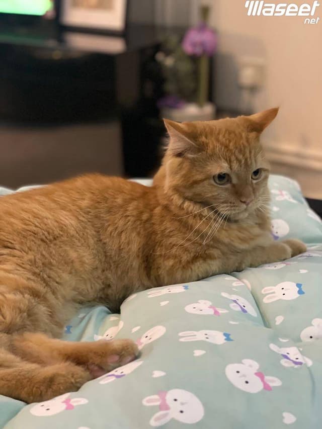 7 month old male Persian cat for adoption