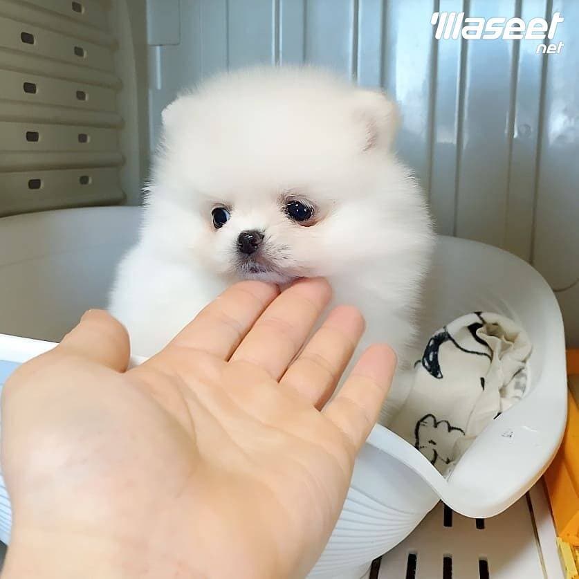 Gorgeous Pomeranian puppies for sale 1