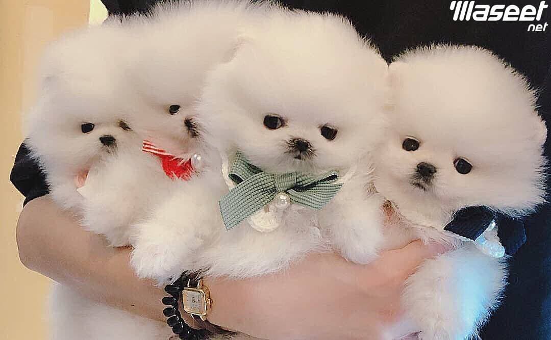 Gorgeous Pomeranian puppies for sale 0
