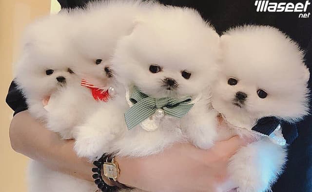 Gorgeous Pomeranian puppies for sale