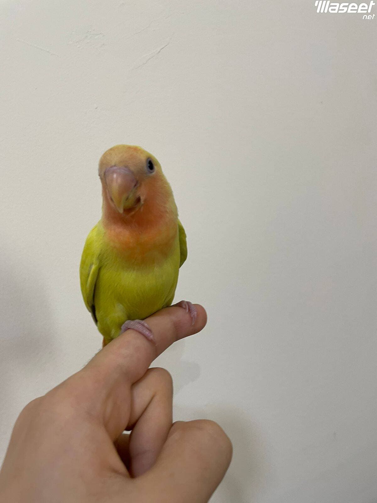 للبيع طائر روز اليف جدا 0