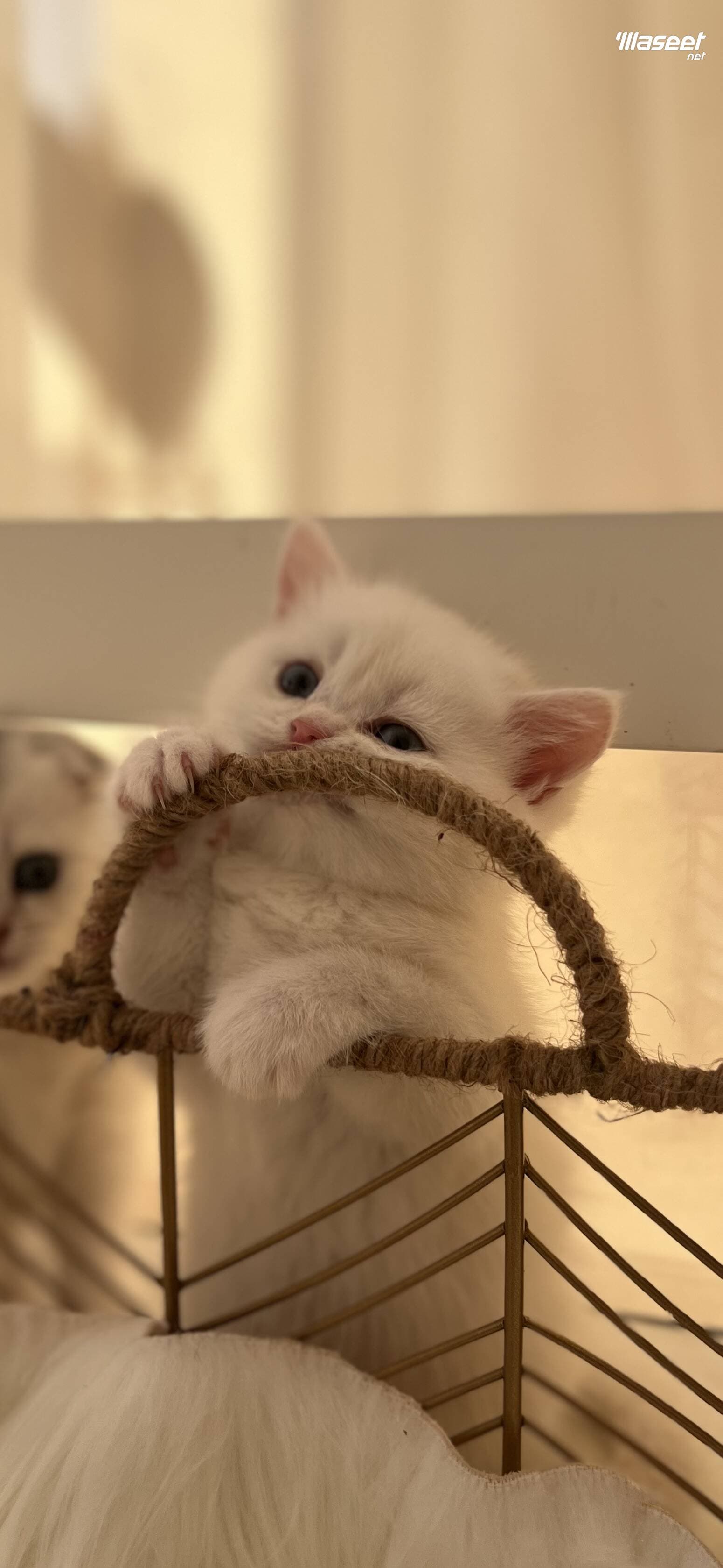 british shorthair And scottish fold 1