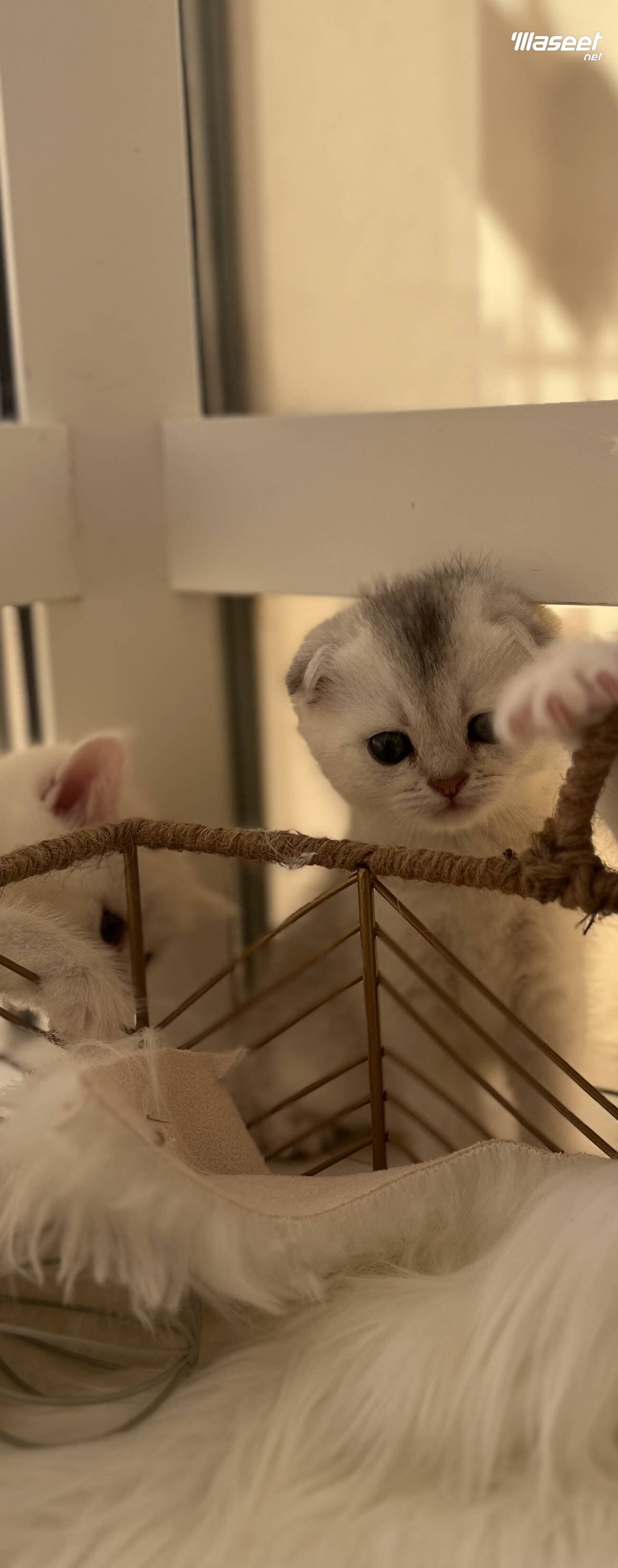 british shorthair And scottish fold 2