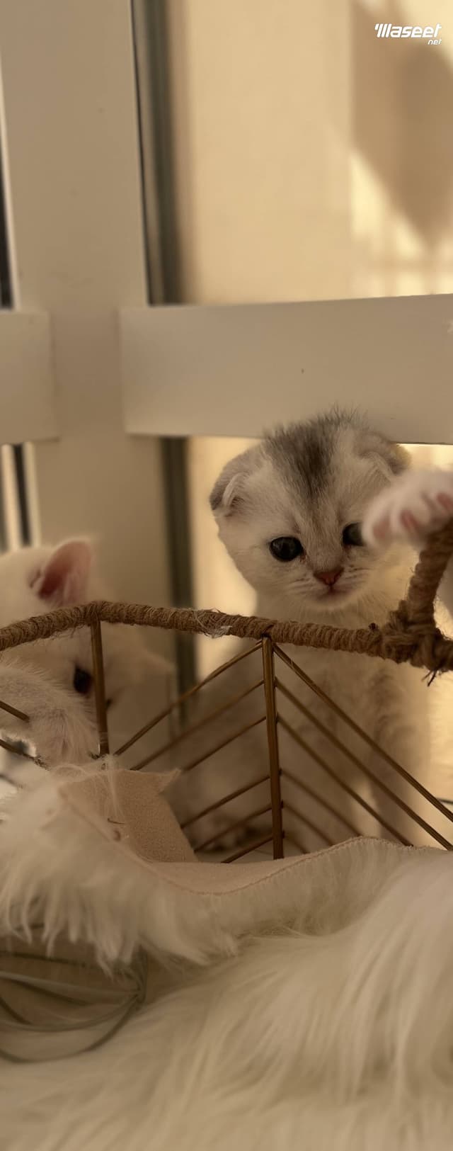 british shorthair And scottish fold