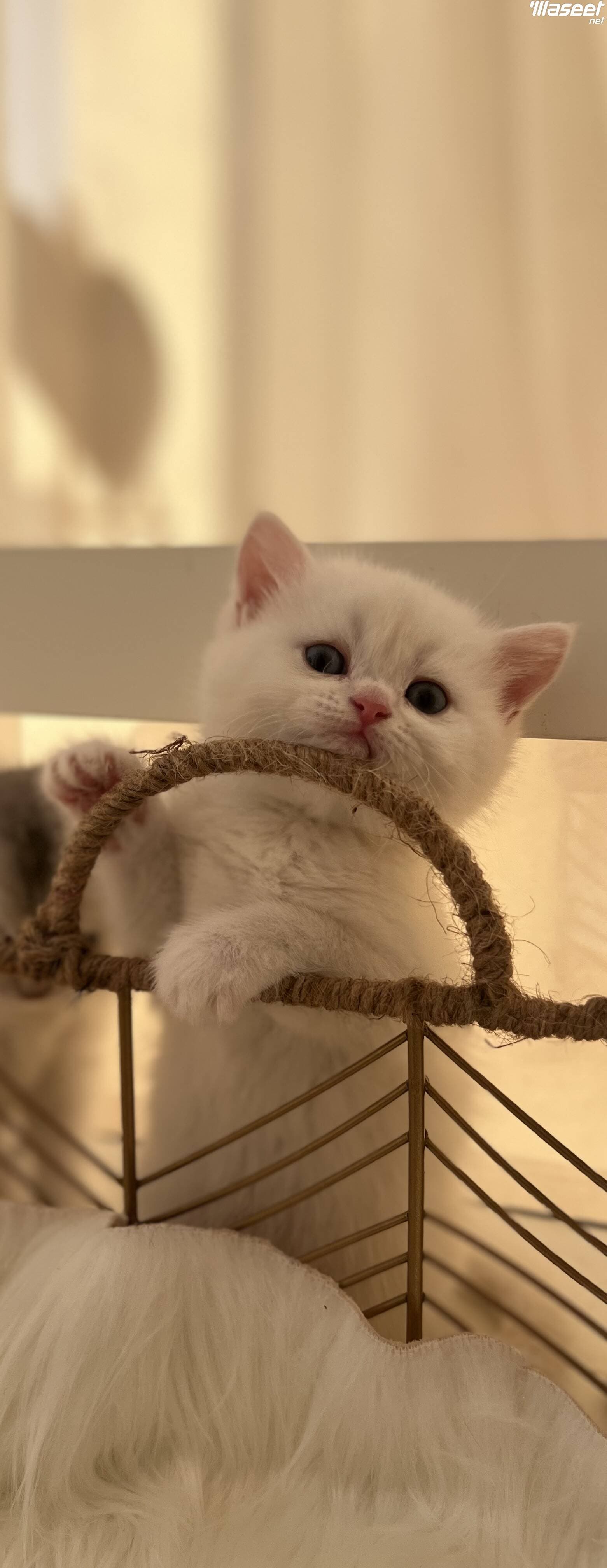 british shorthair And scottish fold 0