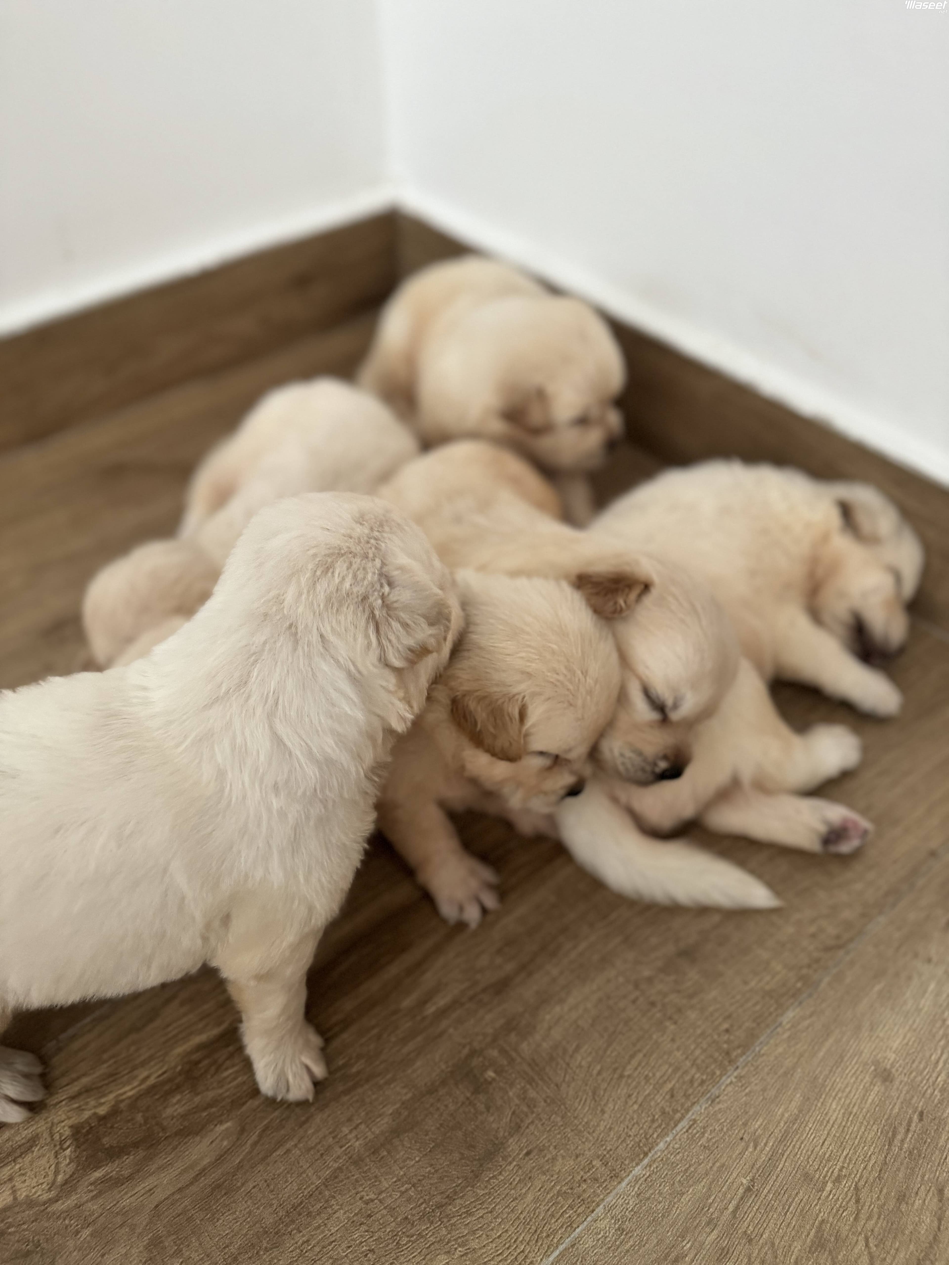 Golden retriever 0