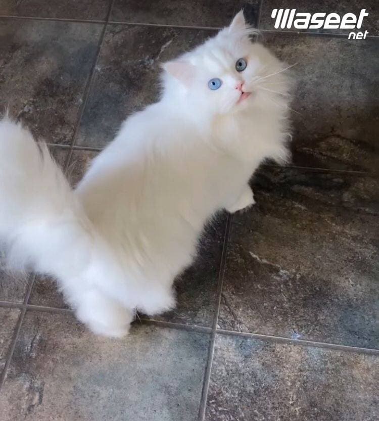 Persian cat 1
