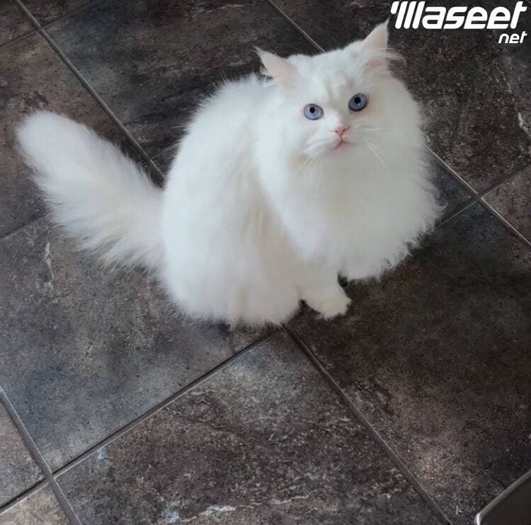 Persian cat 0