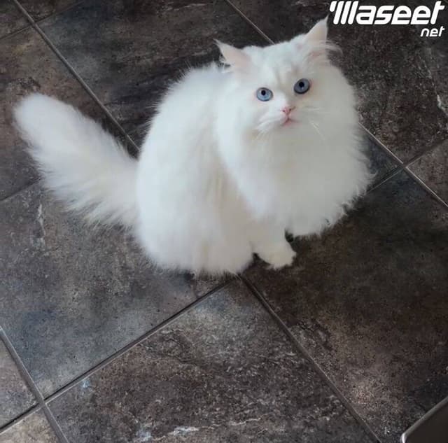 Persian cat