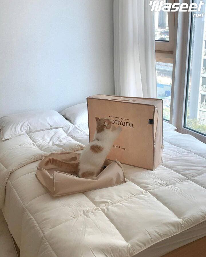 Siberian cat 0