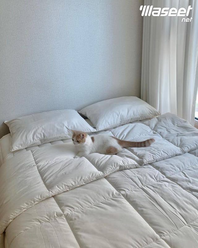 Siberian cat