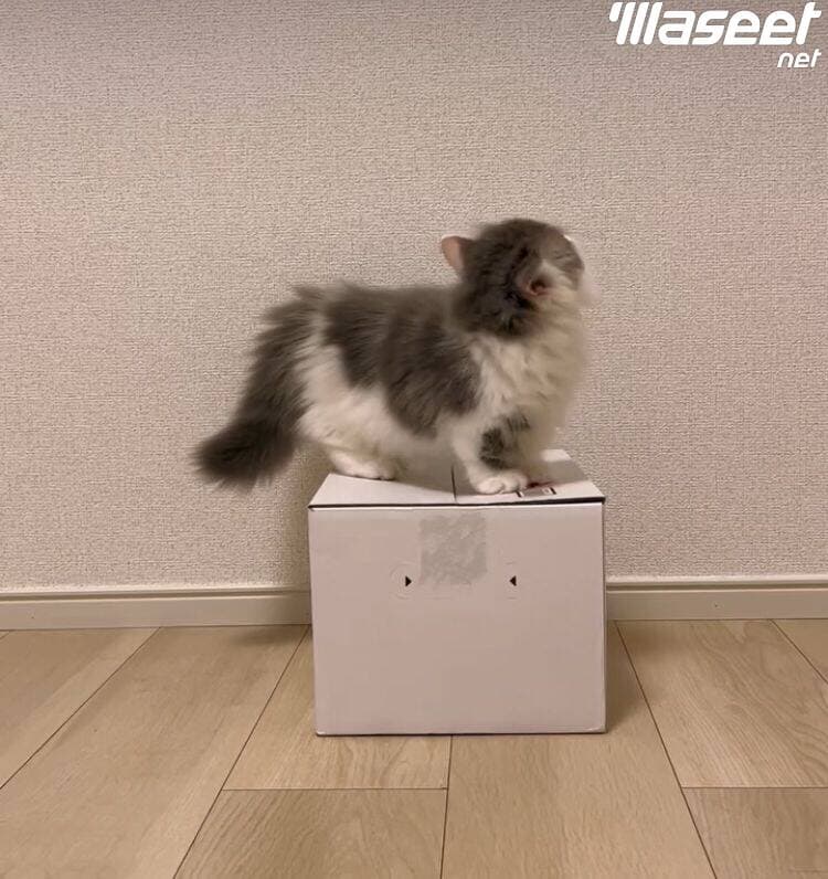 male cat  0