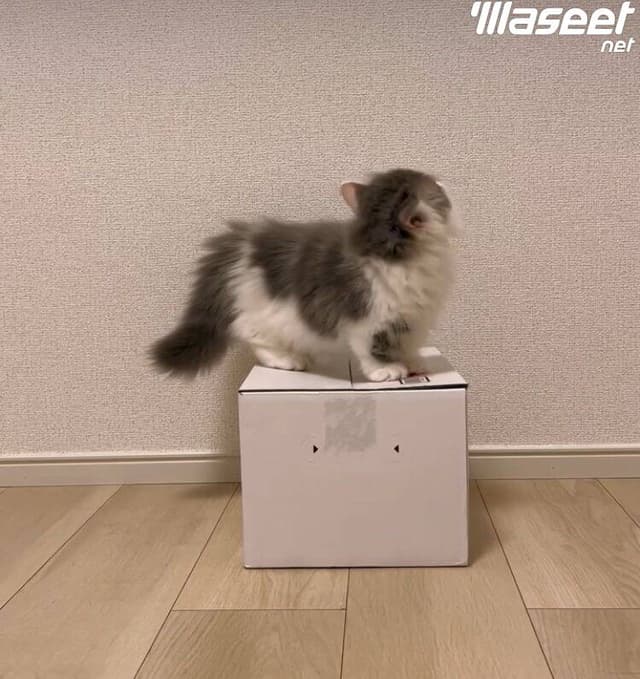 male cat 