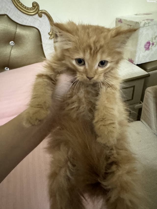قطة شيرازي
