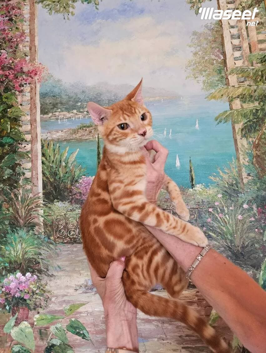 Bengal purebred stunning kittens available now 1