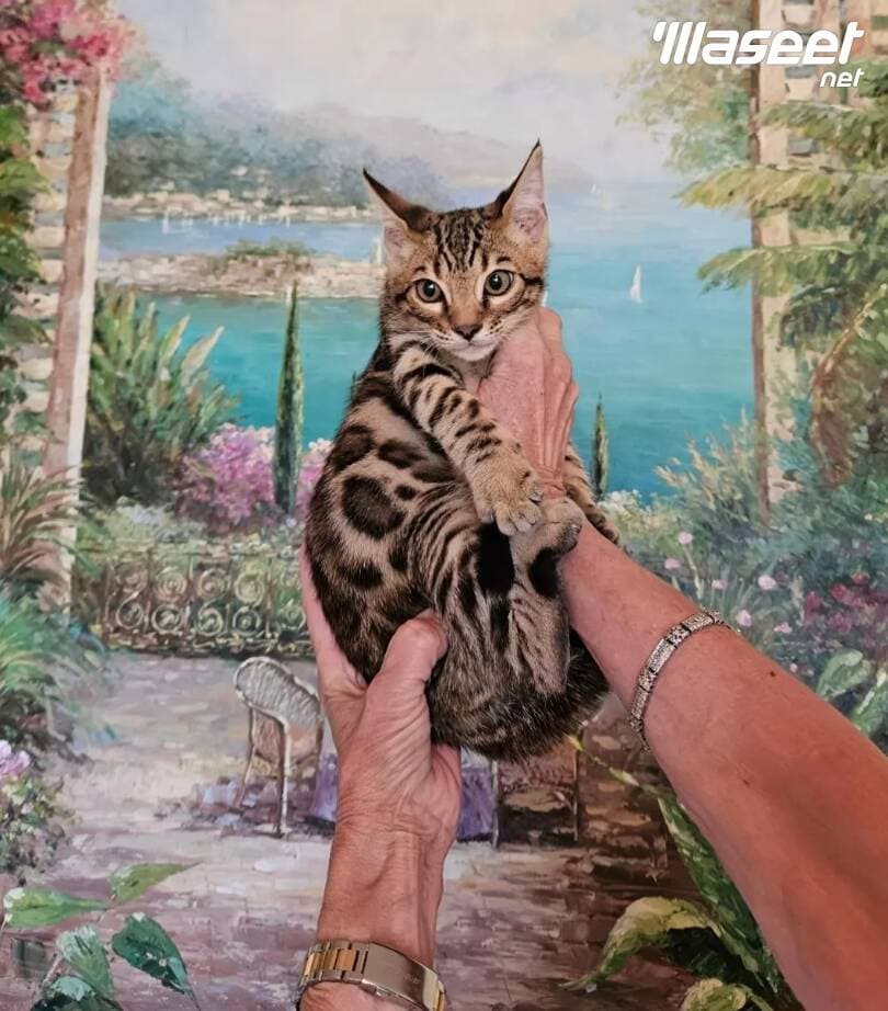 Bengal purebred stunning kittens available now 3