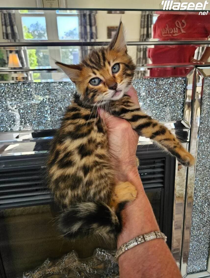 Bengal purebred stunning kittens available now 0