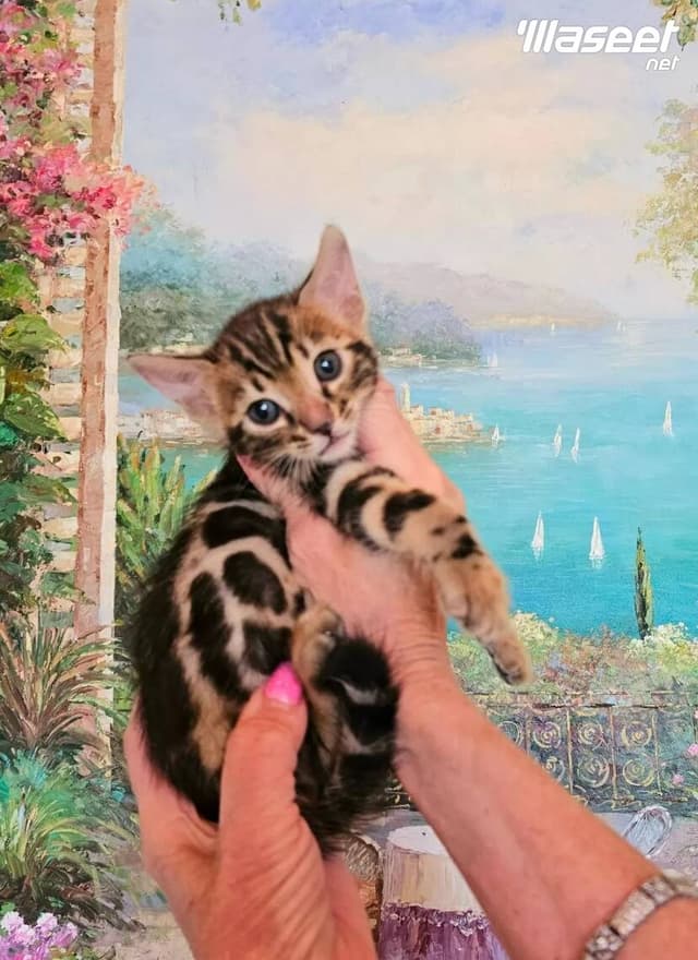 Bengal purebred stunning kittens available now