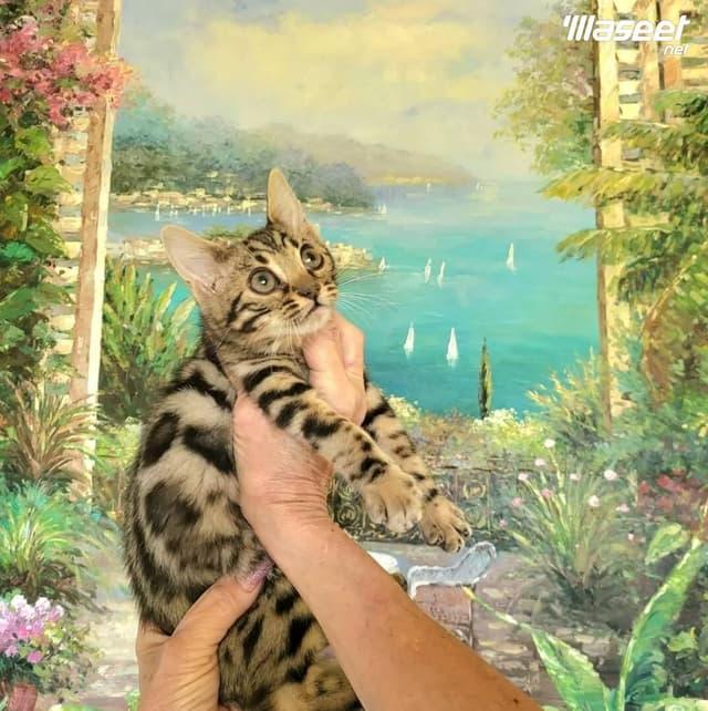 Bengal purebred stunning kittens available now