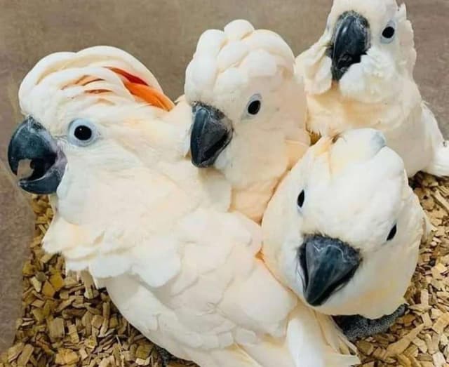 Umbrella ckocatoo parrots