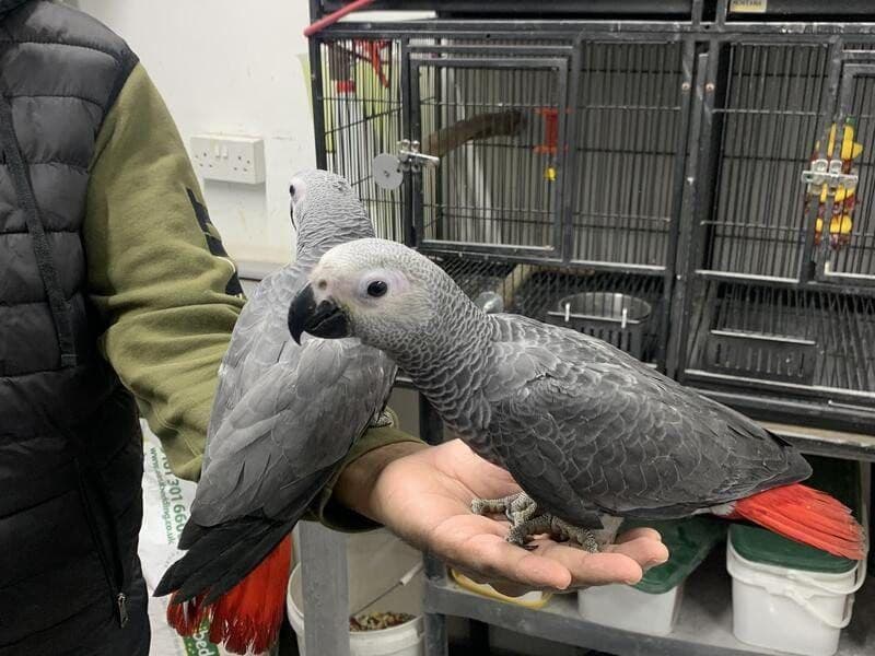 African Gray parrots 0