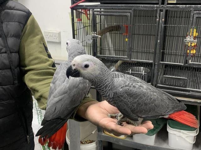 African Gray parrots