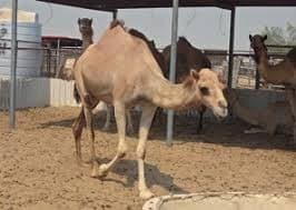 CAMEL 2 YEARS OLD 0