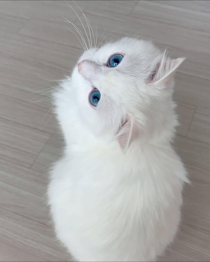 Siamese cat 0