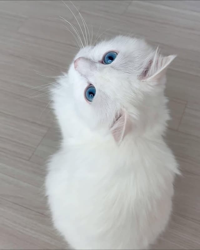 Siamese cat