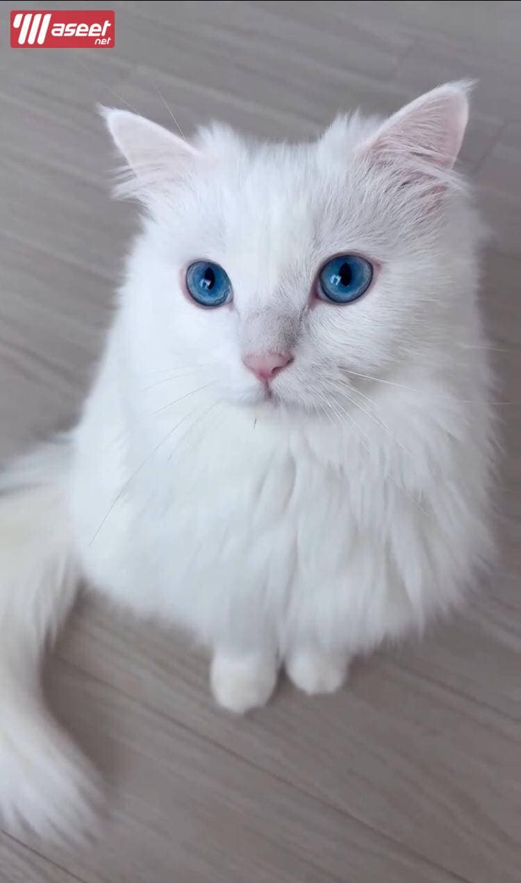 Siamese cat 1