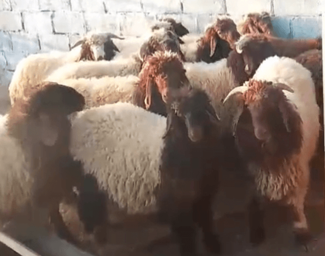 Naimi sheep for sale