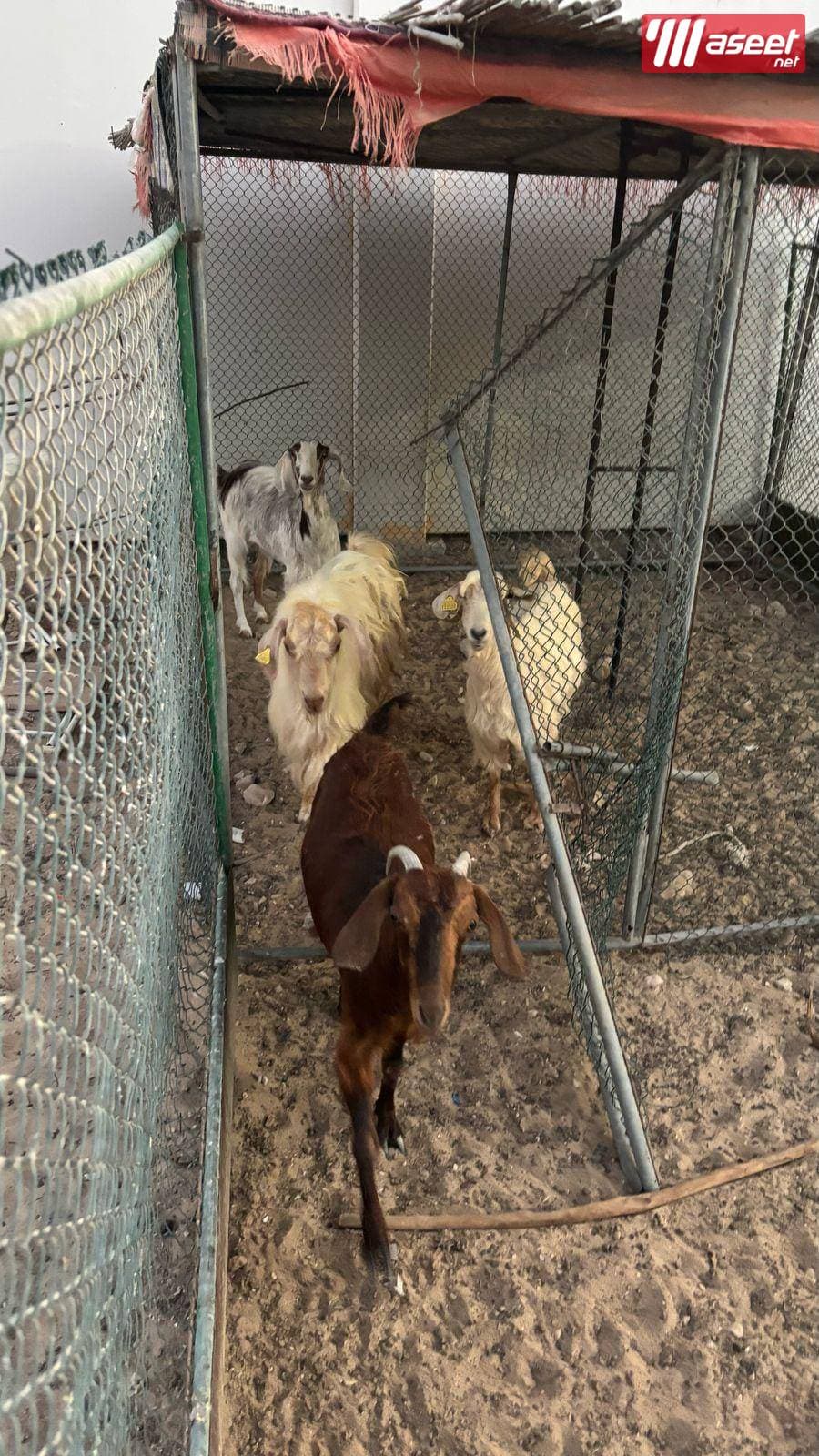 Livestock for sale 1