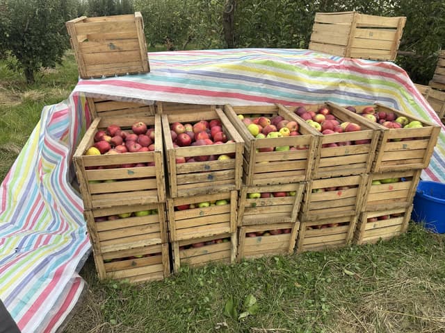 Apple farm in Armenia, Karbi region
