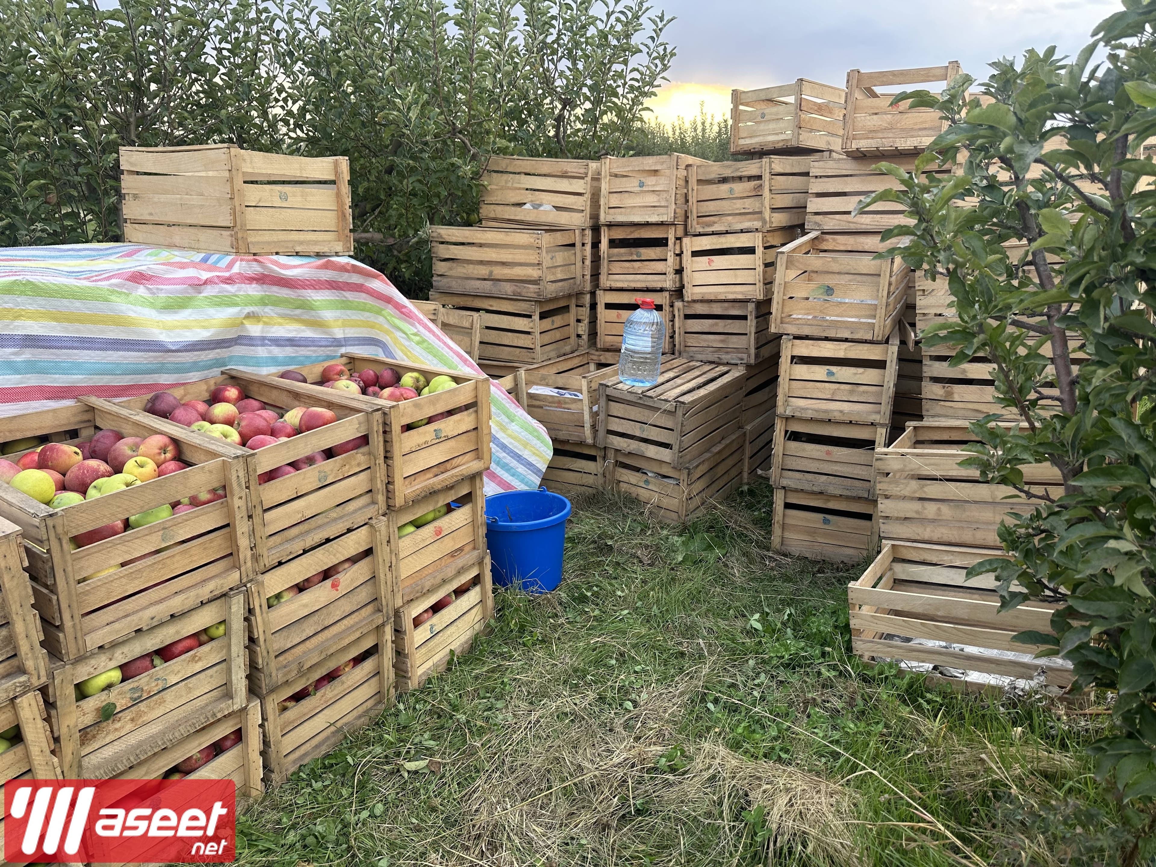 Apple farm in Armenia, Karbi region 1