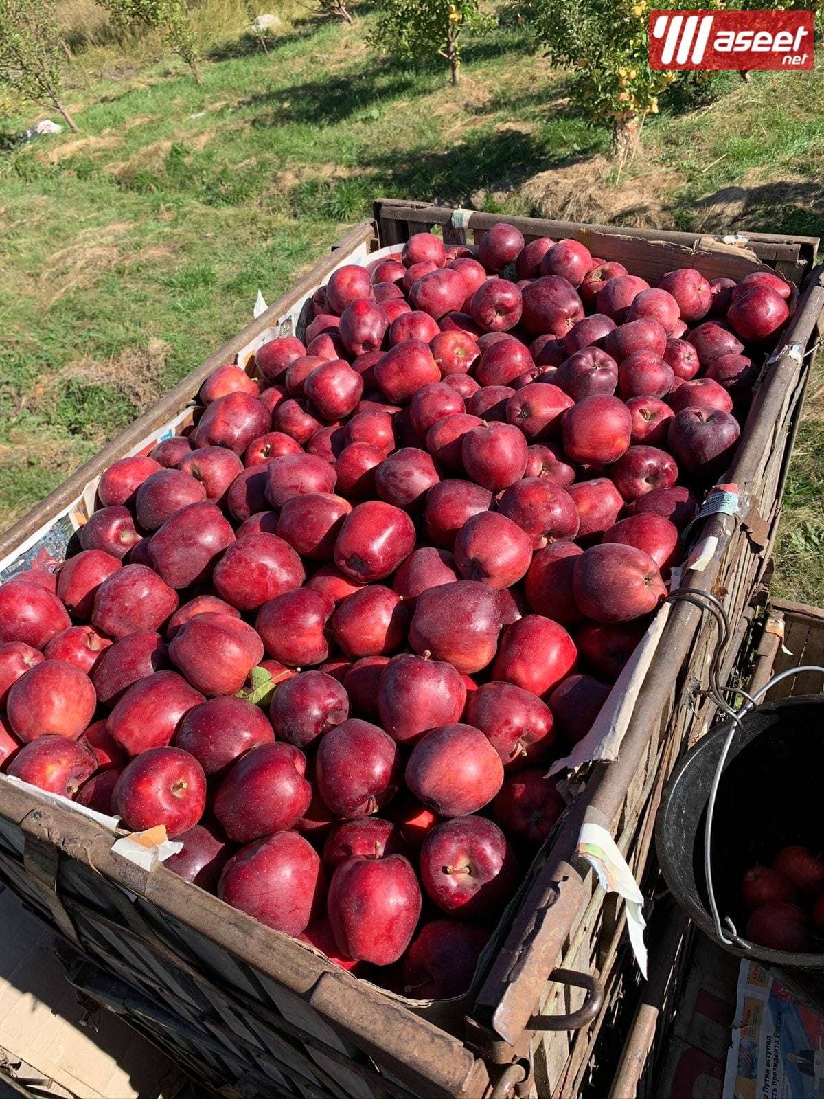 Apple farm in Armenia, Karbi region 3