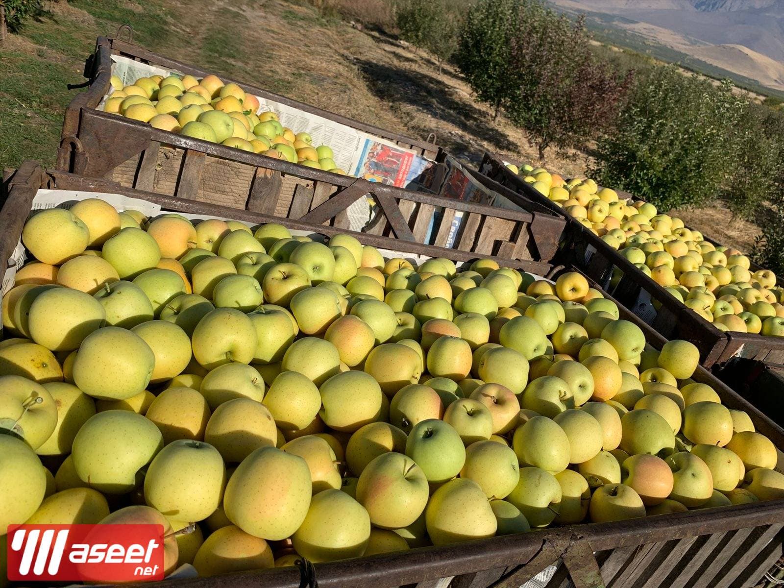 Apple farm in Armenia, Karbi region 4
