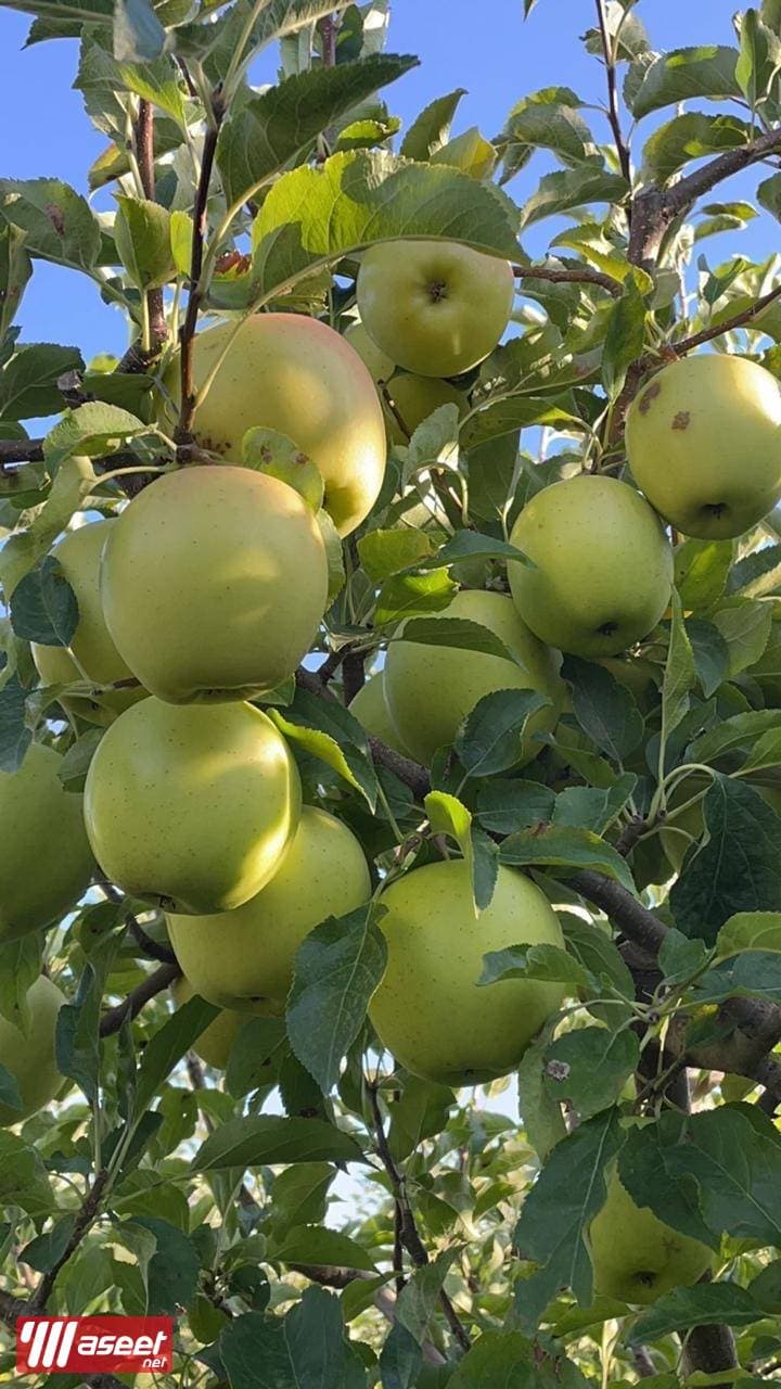 Apple farm in Armenia, Karbi region 5