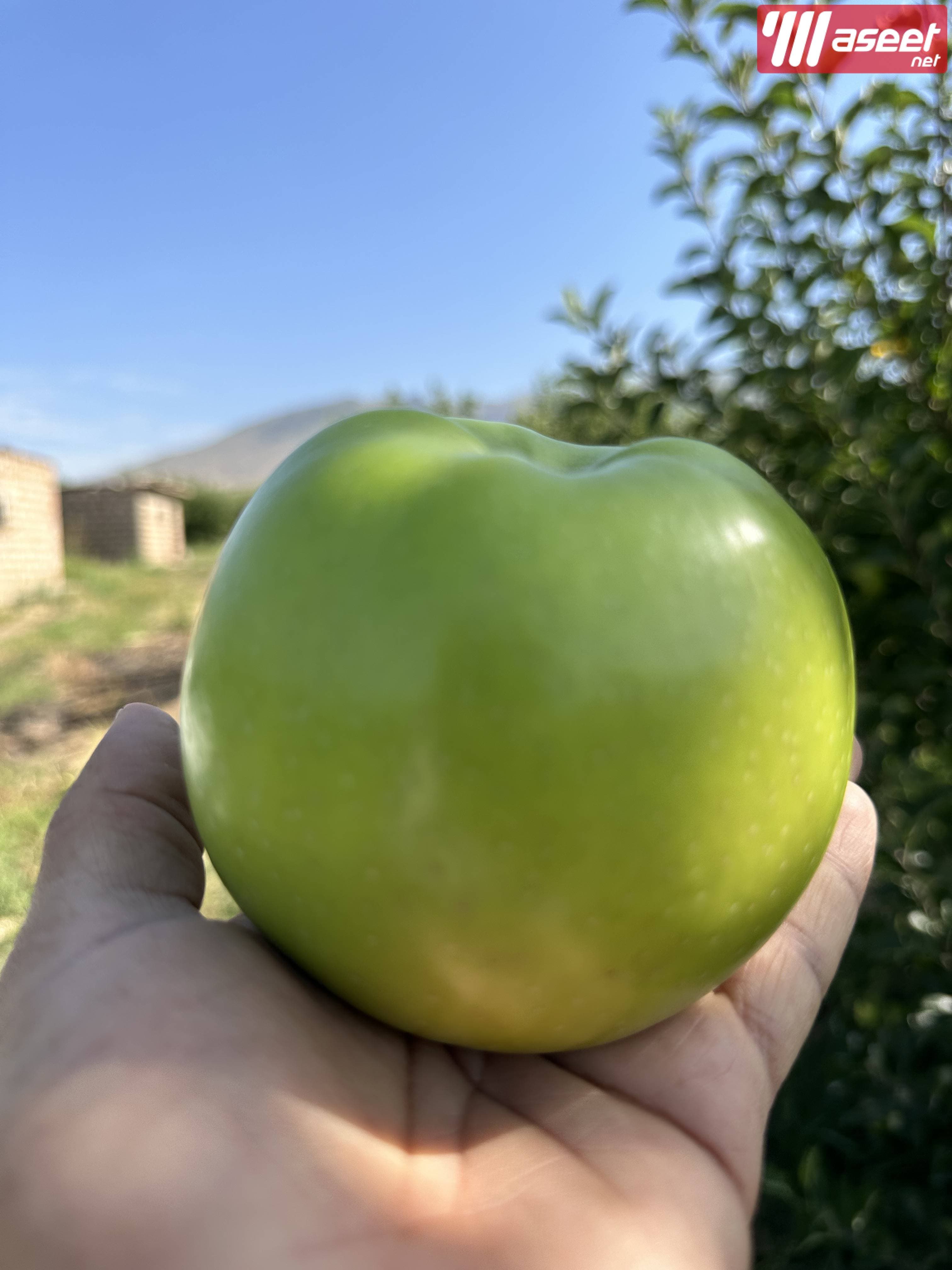 Apple farm in Armenia, Karbi region 6
