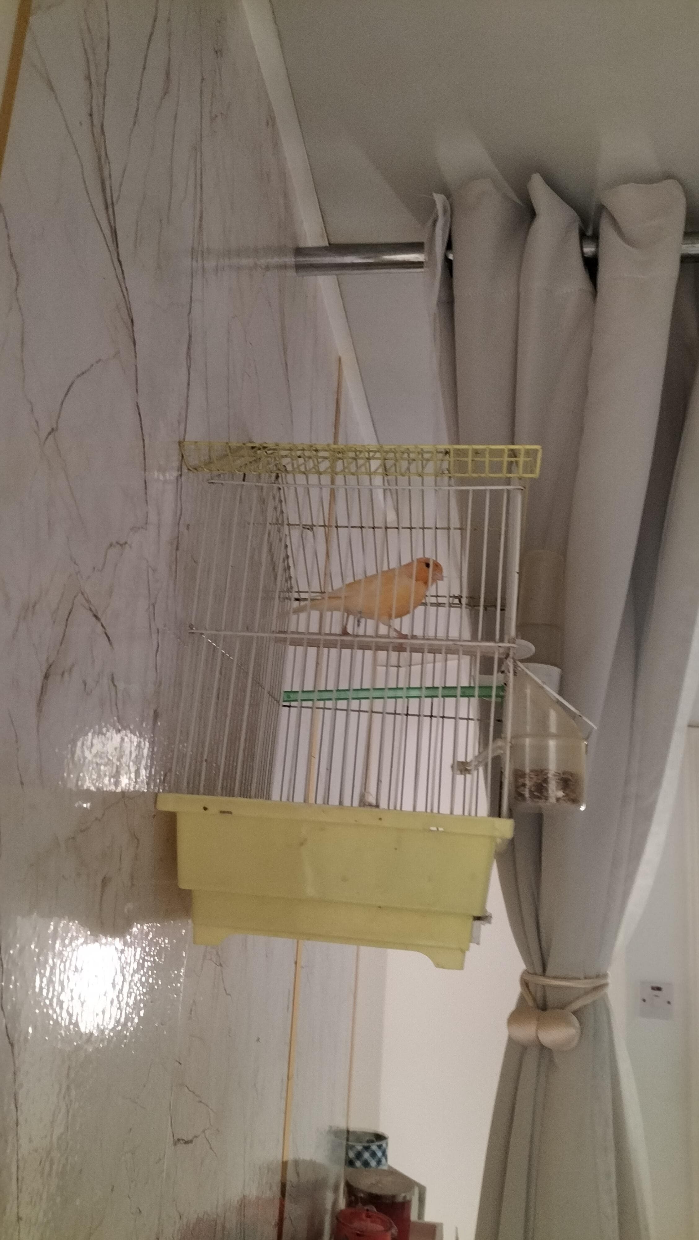 Canary for sale 0