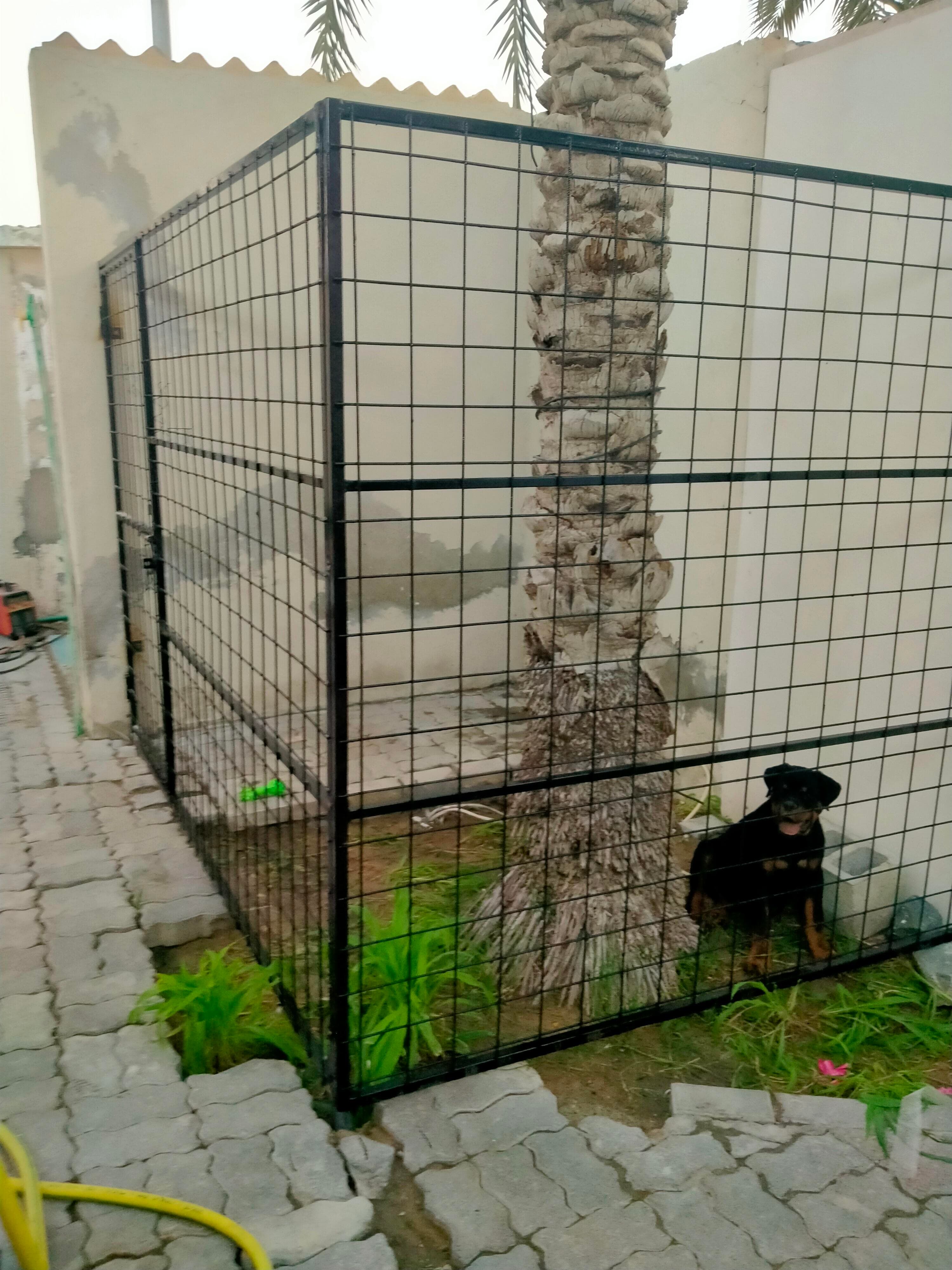 Dog house uae 2