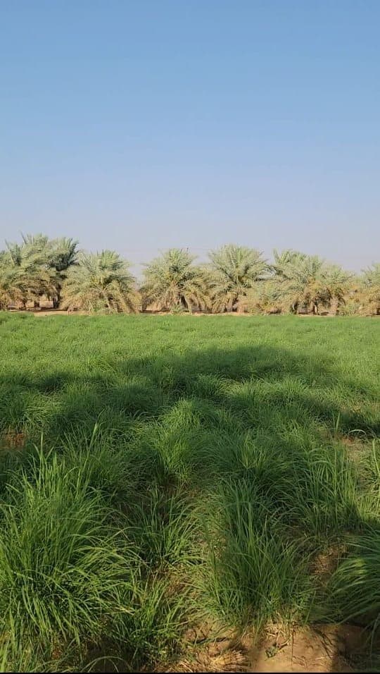 Investment farm for rent between Ramah and El Sad 0