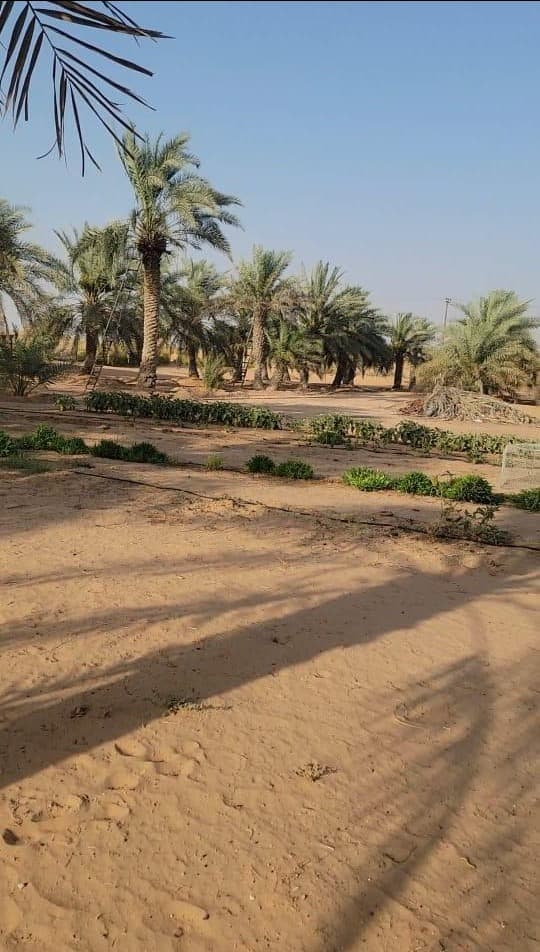 Investment farm for rent between Ramah and El Sad 1