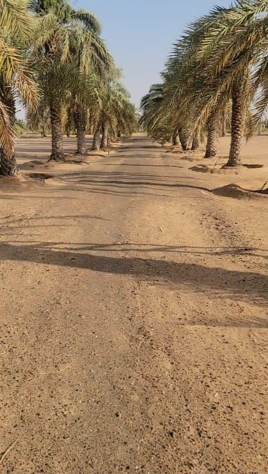 Investment farm for rent between Ramah and El Sad 2