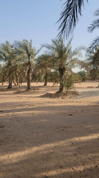 Investment farm for rent between Ramah and El Sad