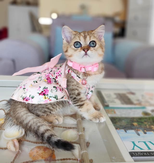 Scotch cats for sale