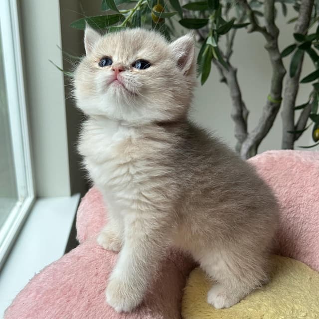 للبيع قط  البريطاني