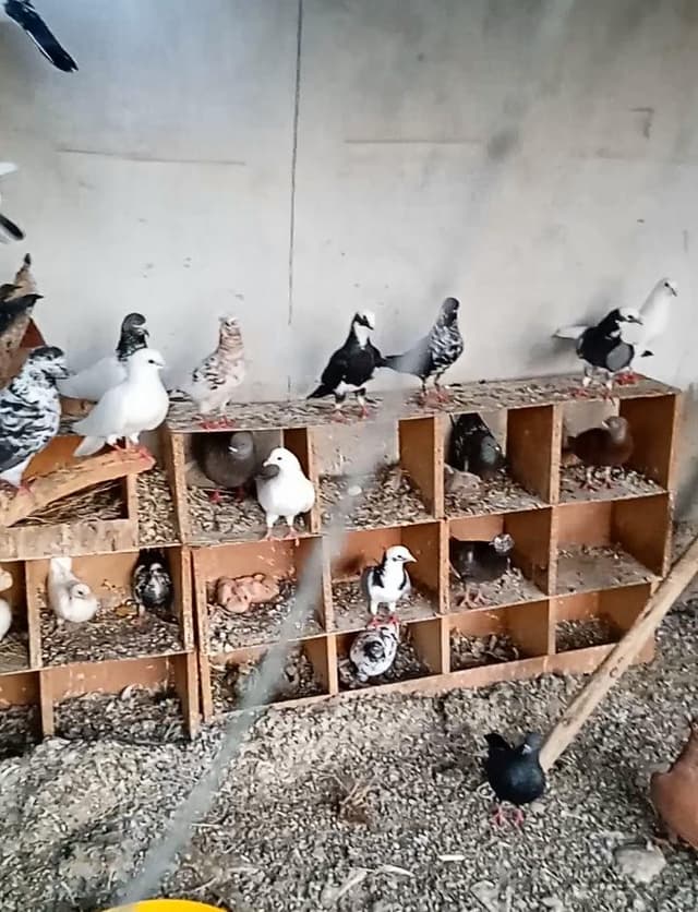 طيور للبيع